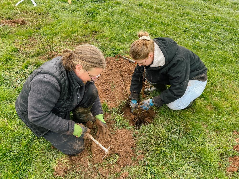 Zwei Menschen pflanzen Bäume und Sträucher.