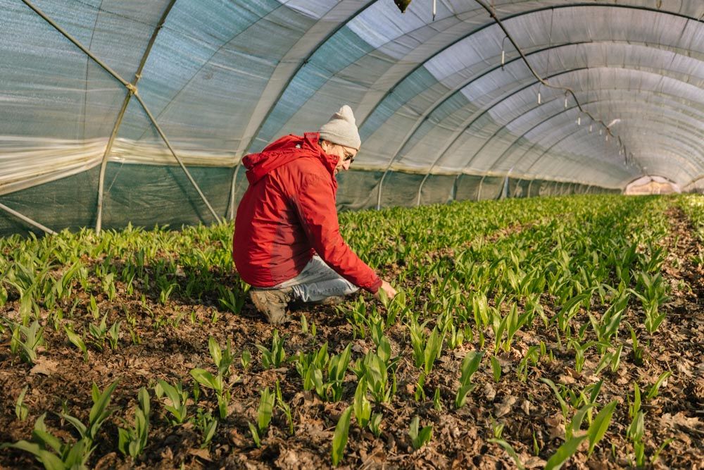 ein Mann in einem Bärlauch-Feld unterhalb eines Gewächshaus-Tunnels