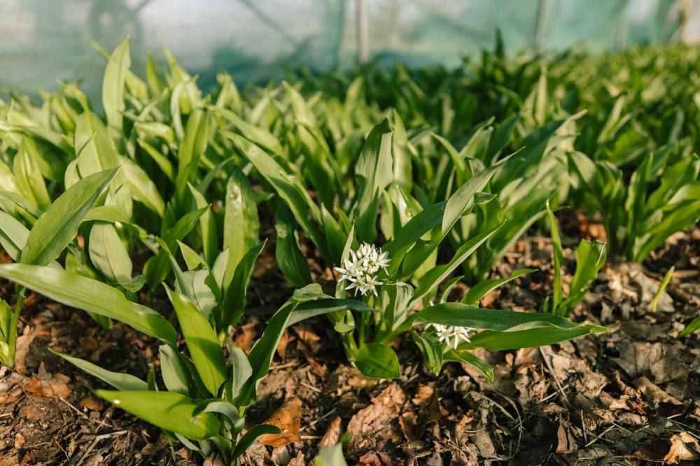 blühende Bärlauch-Pflanze auf einem Bärlauch-Feld