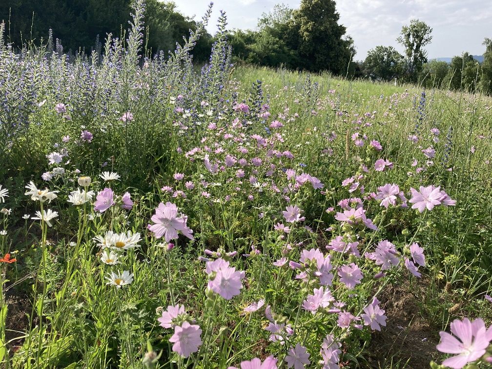 Wildblumenwiese mit Malven