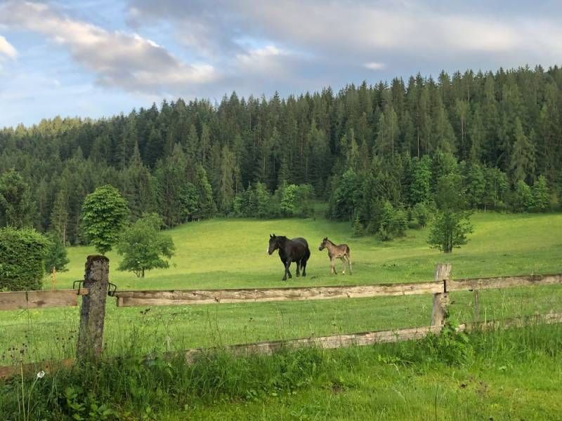 Ein Pferd und ein Fohlen stehen auf einer Wiese vor einem Waldrand.