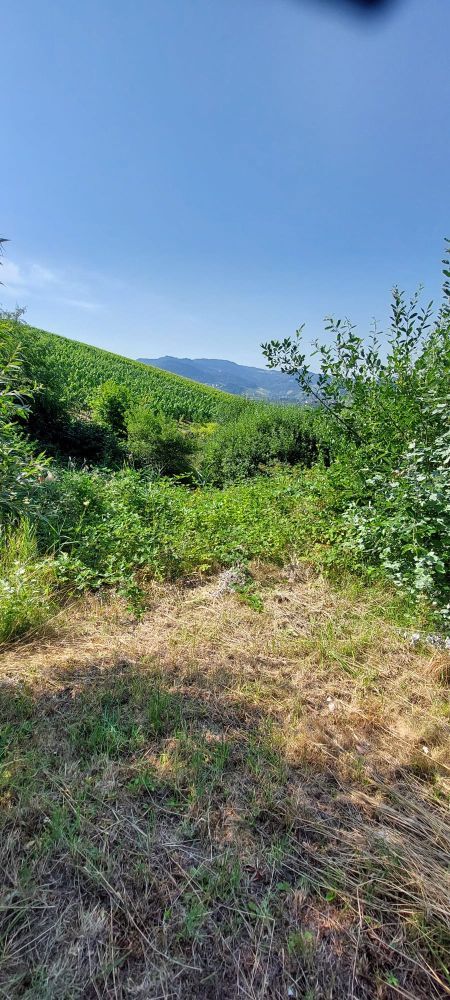 gemähte Fläche in Weinberg