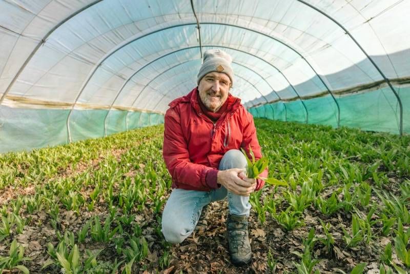 Ein Mann kniet in einem Bärlauch-Feld, das von einem Gewächshaus-Tunnel umgeben ist.