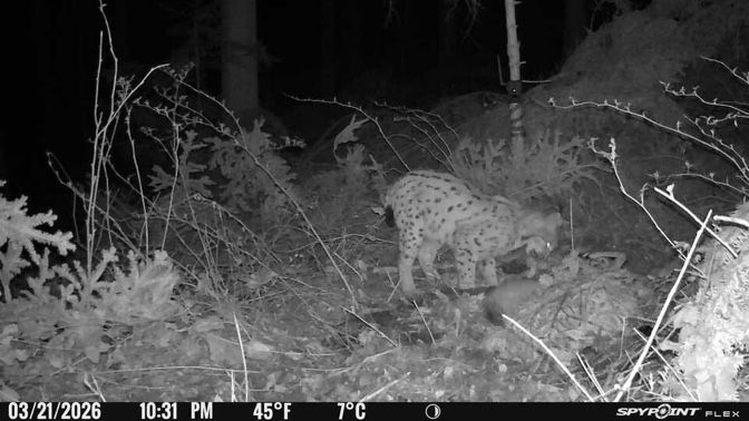 Bild Wildtierkamera Luchs