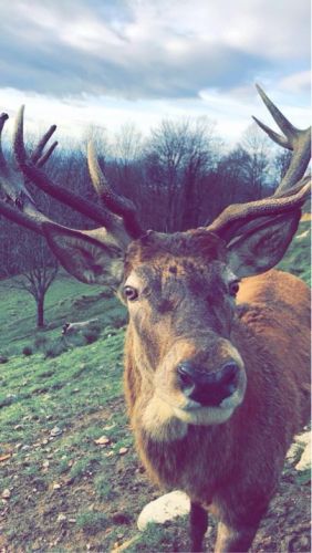 Hirsch