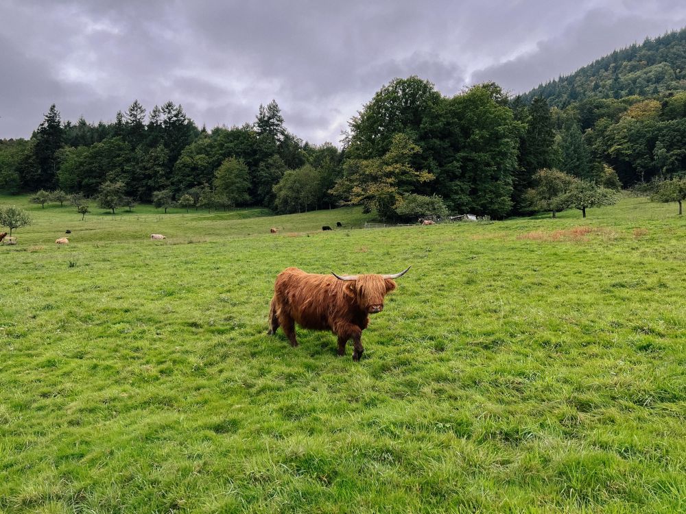 Hochlandrind auf der Weide