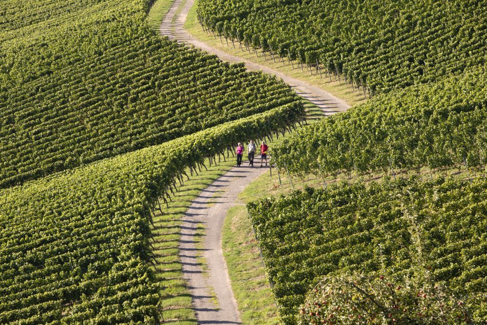 Menschen laufen auf einem Weg durch Weinberge