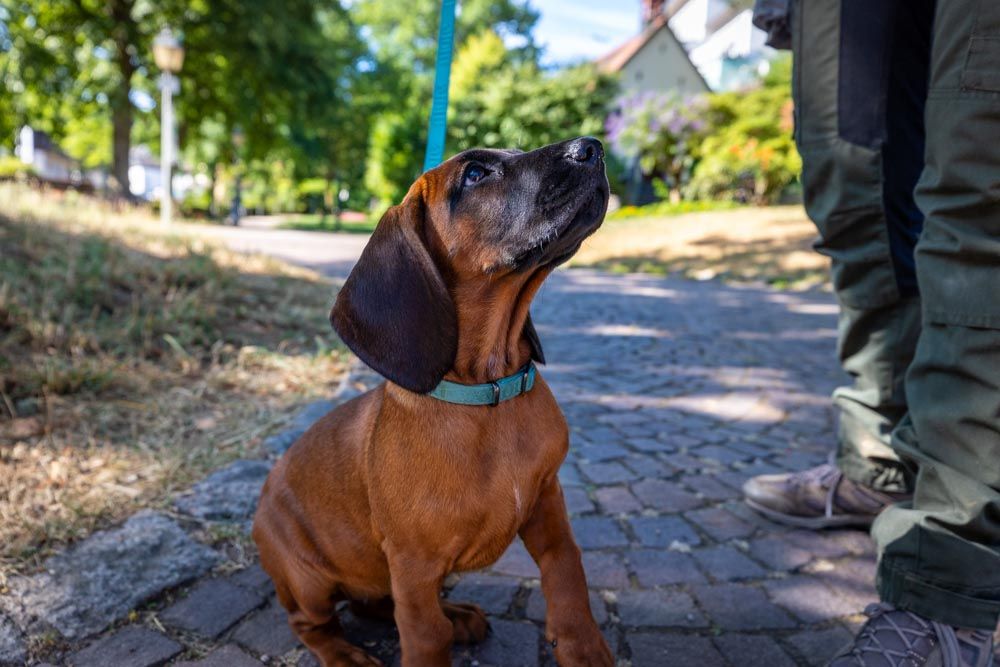 Hundewelpe