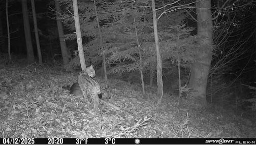 Bild Wildtierkamera Luchs