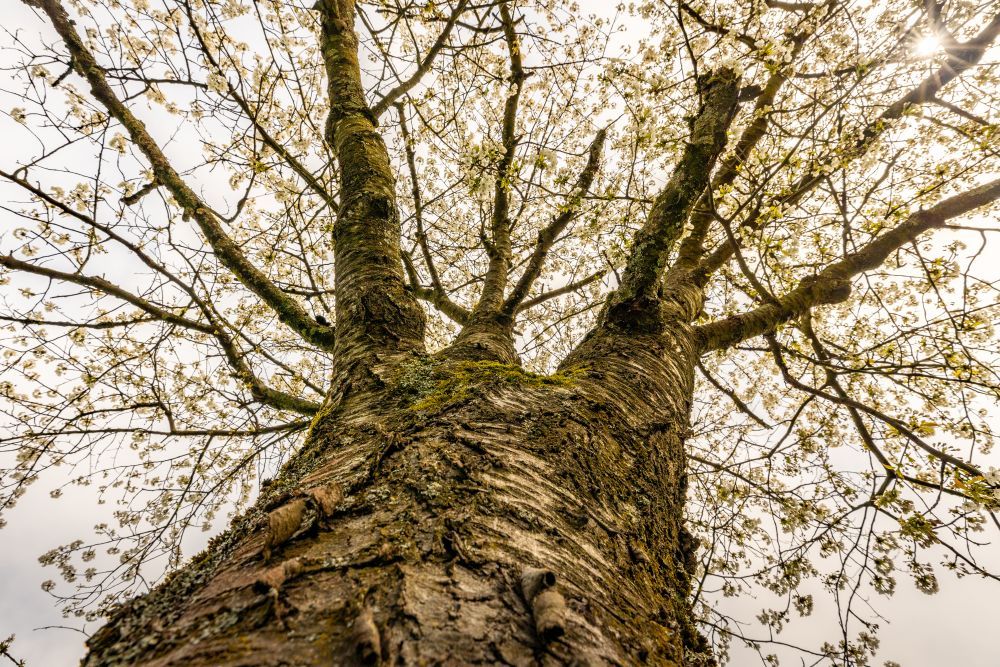 blühender Kirschbaum