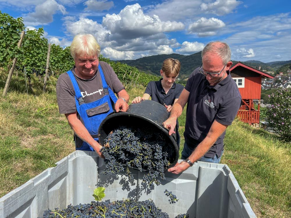 Drei Männer schütten Weintrauben aus einer Wanne in eine große Bütte im Weinberg.