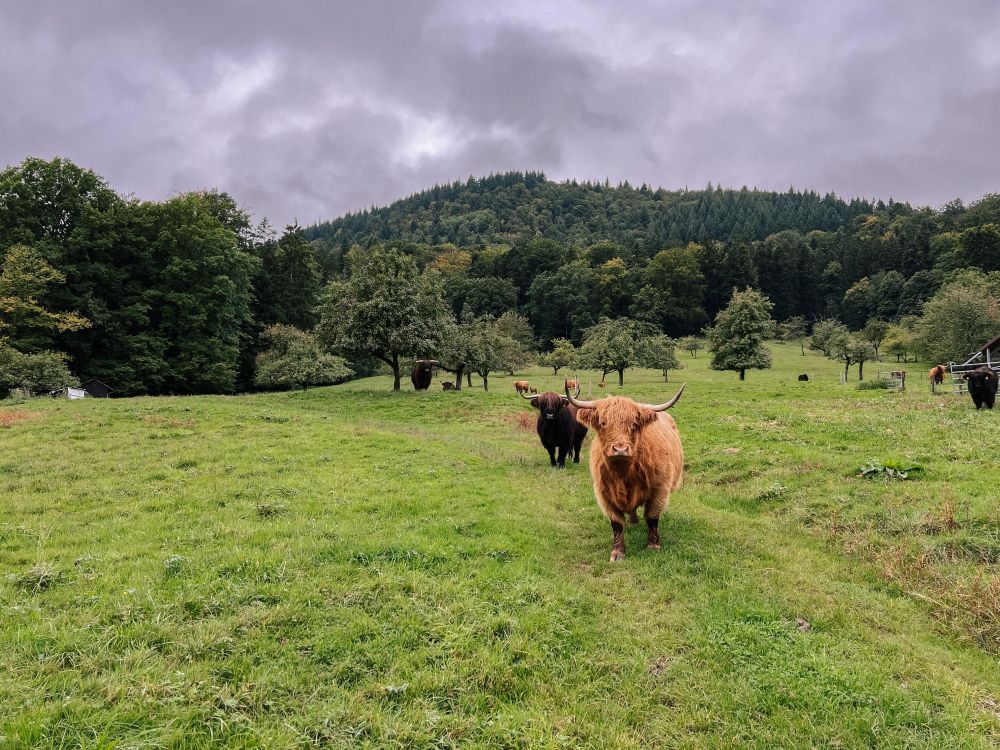 Hochlandrinder auf der Weide