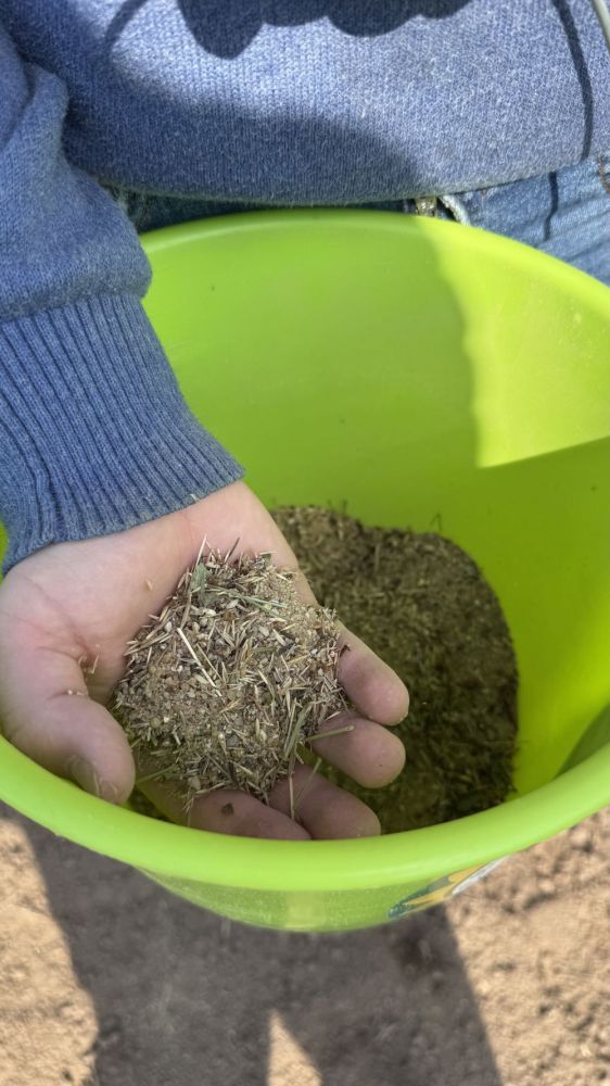 Kinderhand mit Saatgut