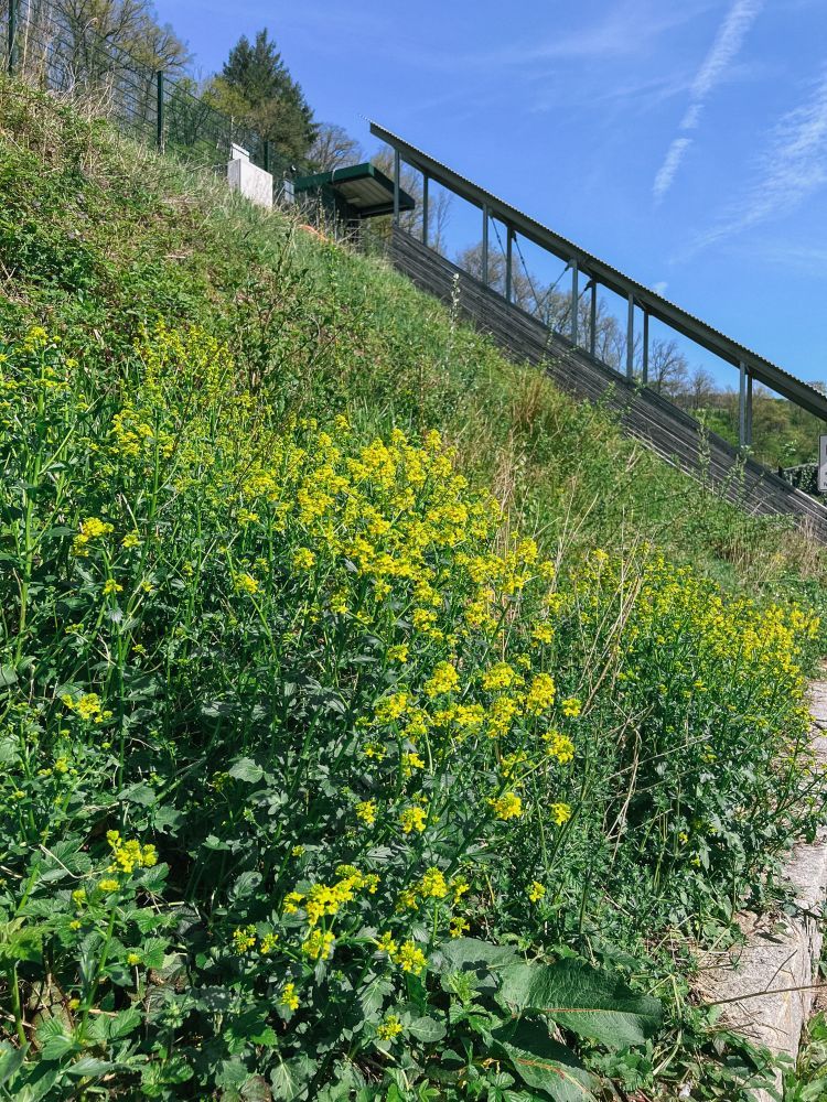 blühende Naturpark-Wildblumenwiese bei Alpirsbacher Klosterbräu