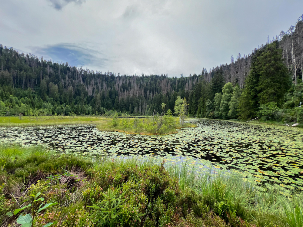 Karsee mit Seerosenblättern und Wald am Ufer.