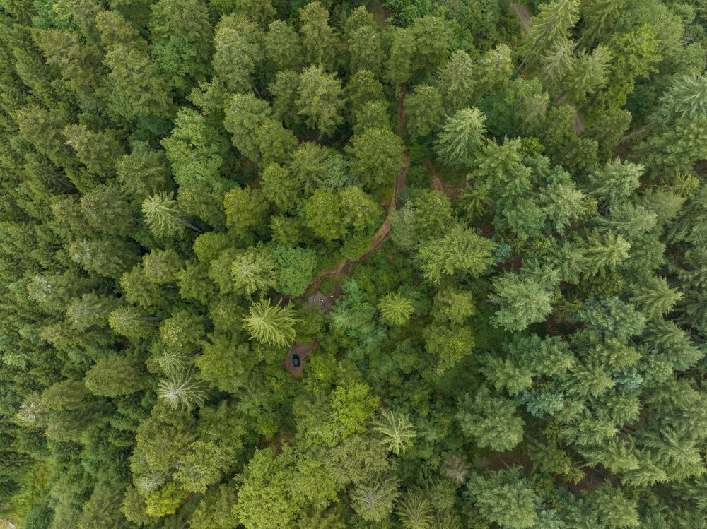 Zelt und Grillplatz im Wald aus der Vogelperspektive