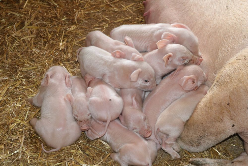 Ferkel liegen neben und übereinander bei der Mutter-Sau.