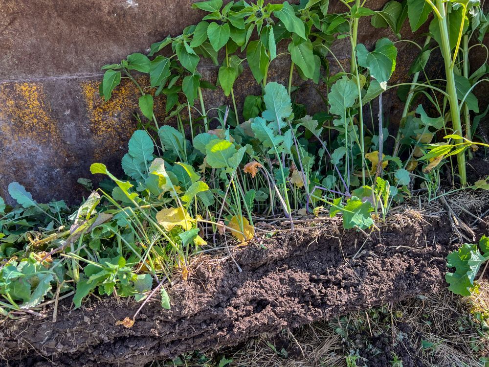 Pflanzen in humsreicher Erde in einer Baggerschaufel