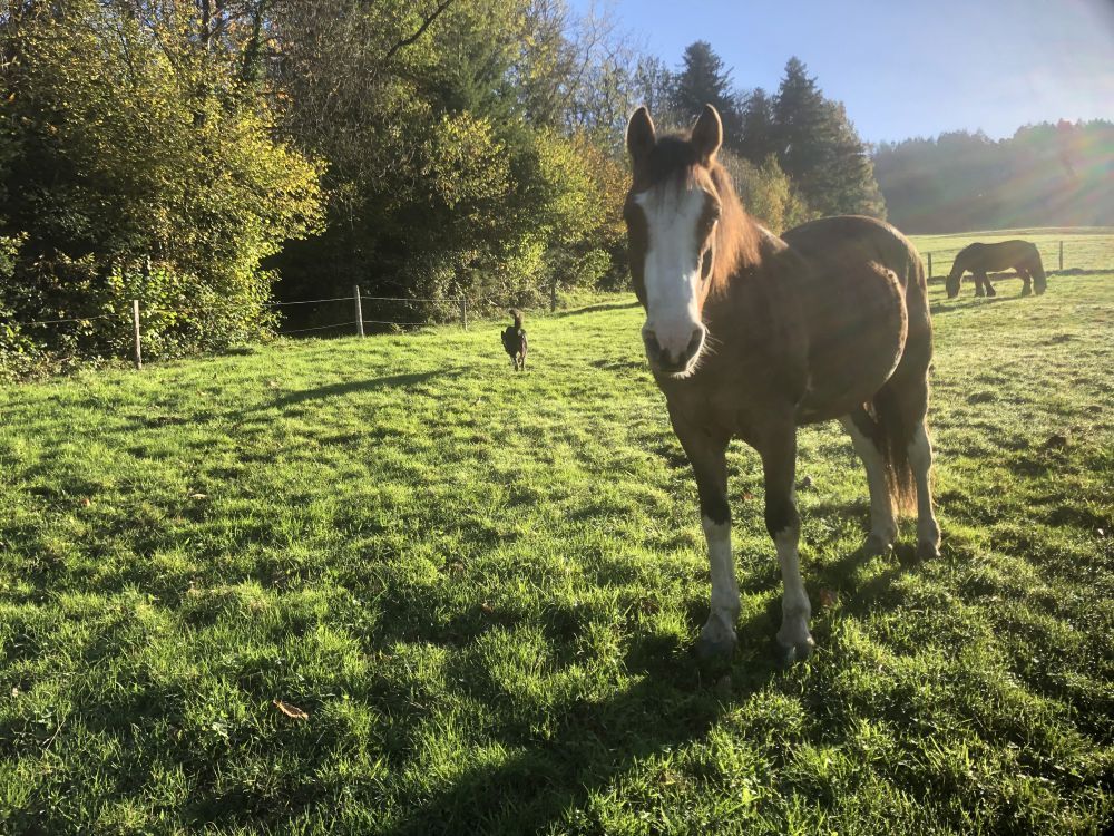 Pferde grasen auf einer Weide im Schwarzwald