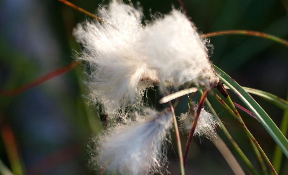 weiß blühendes Wollgras