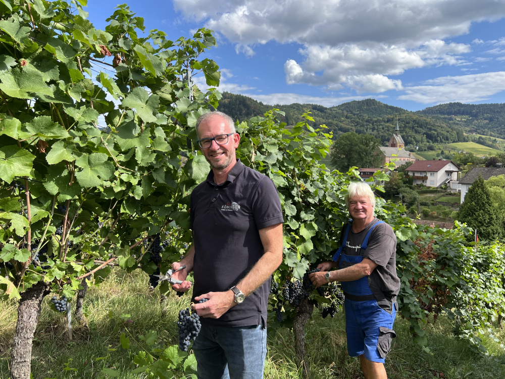 Tobias mit Vater Otmar in den Reben bei der Weinlese