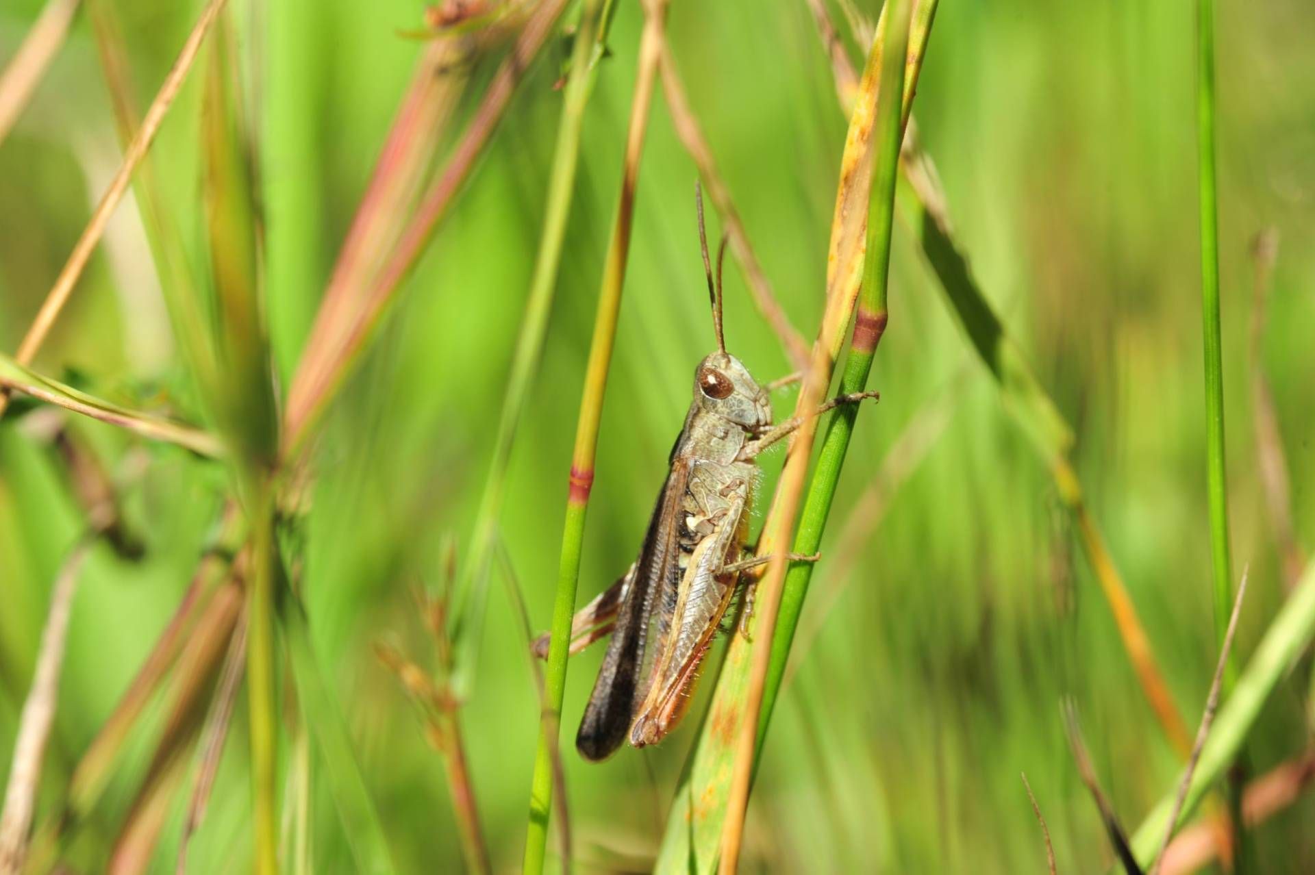Ehrensache Natur in Kappelrodeck,  Foto: Christian Schütt