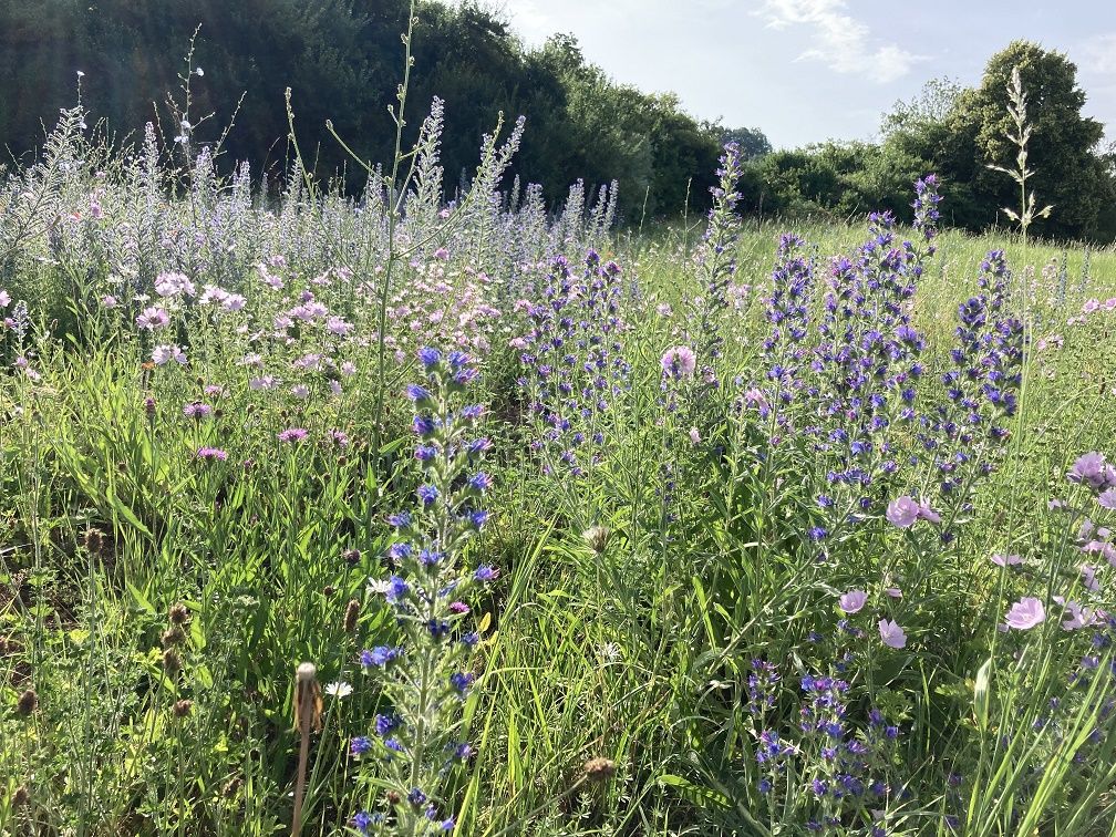 Wildblumenwiese mit lila Natternkopf