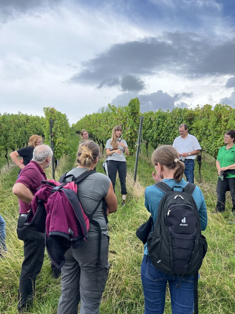 Menschen im Weinberg