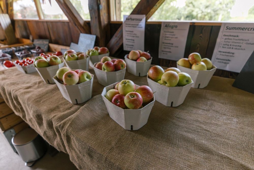 Äpfel und weiteres Obst in Papierschalen im Hofladen