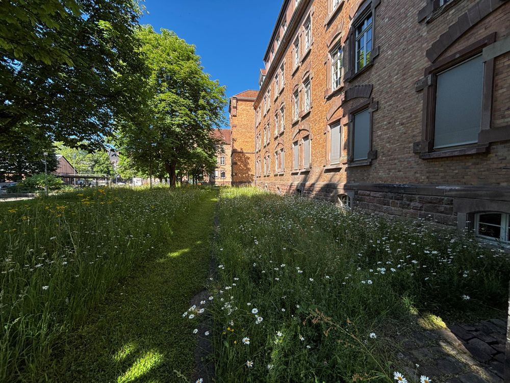 Wildblumenwiese vor dem Kulturforum in Offenburg