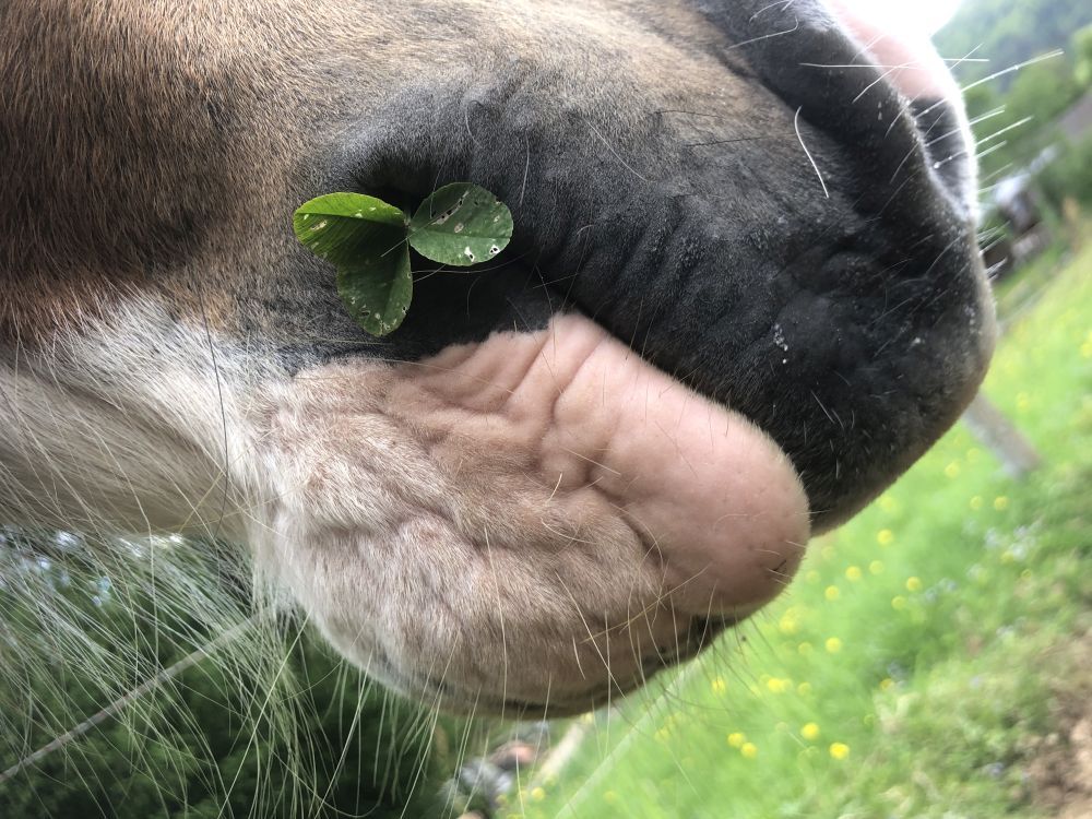 Kleeblatt im Maul eines Pferdes