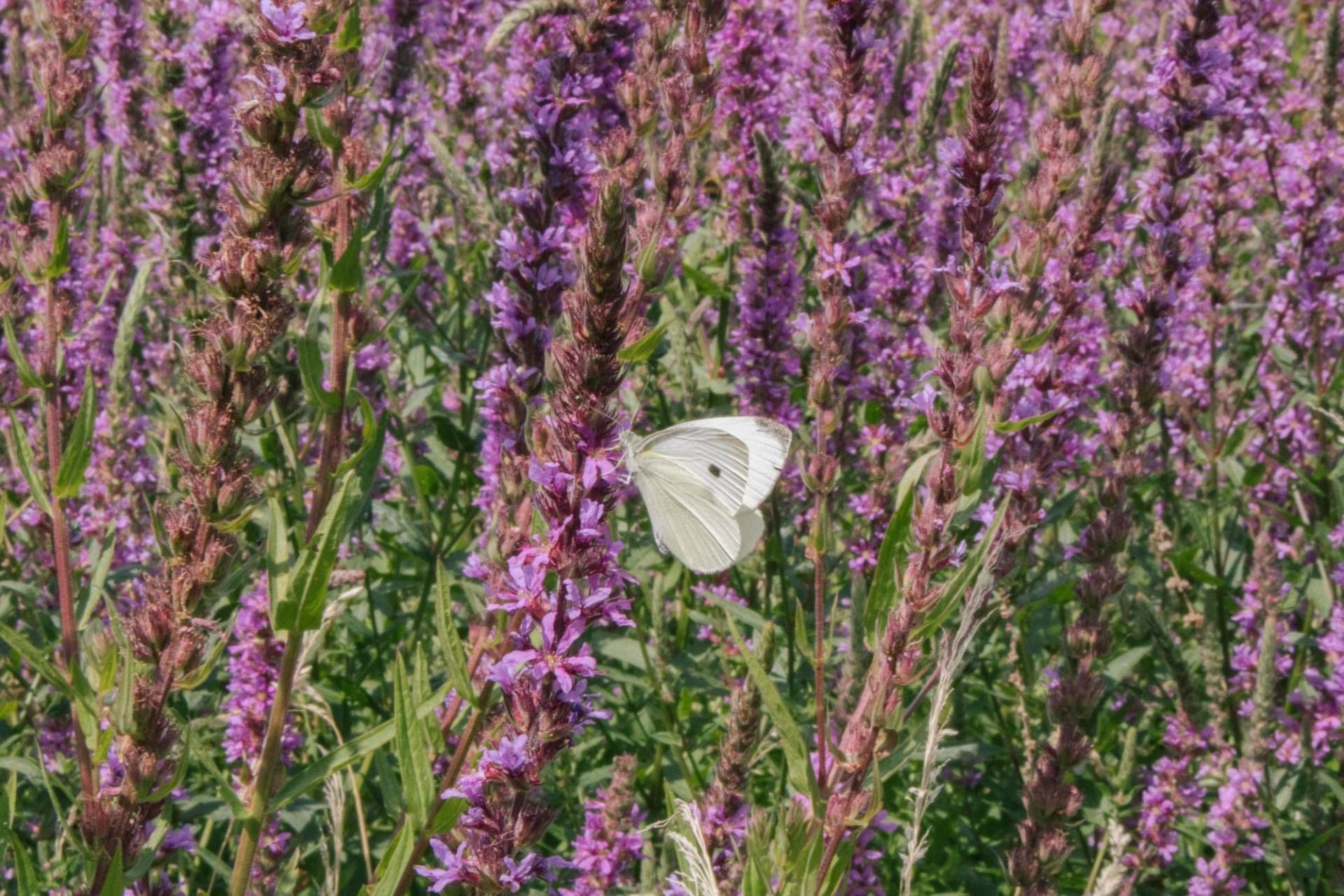 Ein Schmetterling (Karstweißling) sitzt auf einer lila Blüte. Foto: Christian Schütt