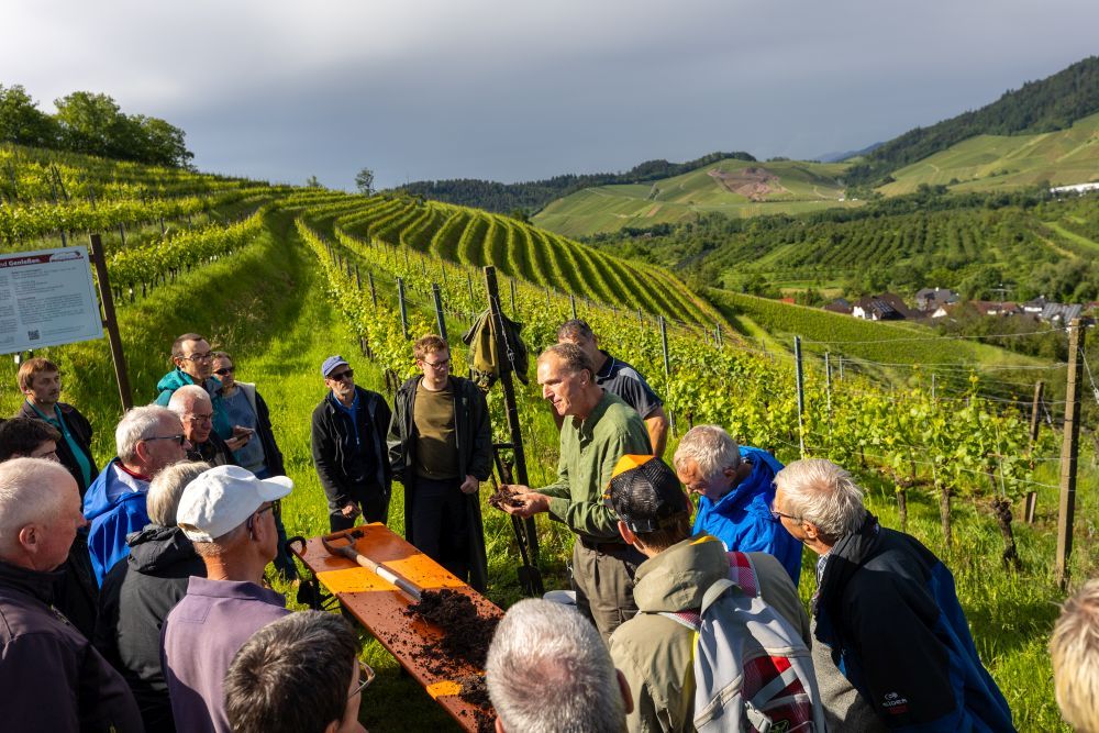 Menschen stehen in einem Weinberg.