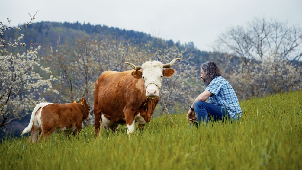 Ein Mann ist mit seinen Rindern auf der Weide. 