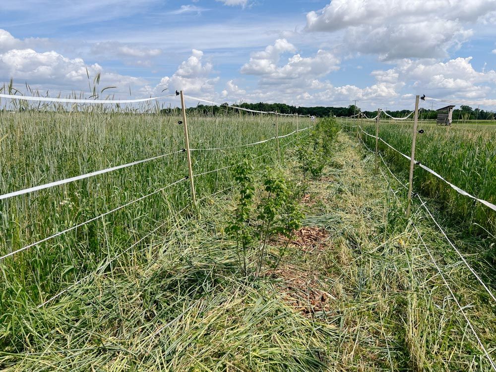 freigeschnittene Baumsetzlinge