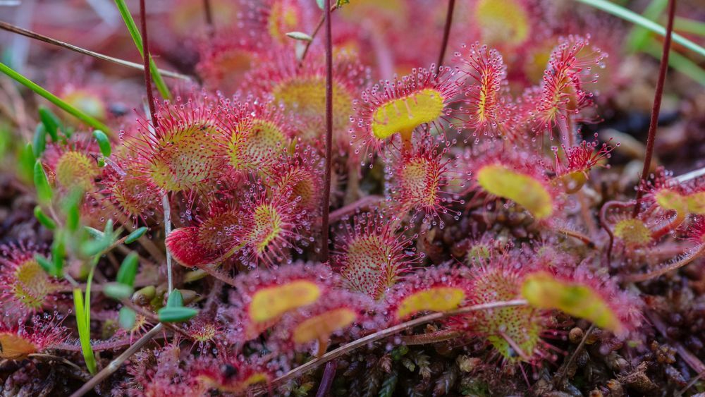 rosa-gelber Sonnentau mit Wassertröpfchen