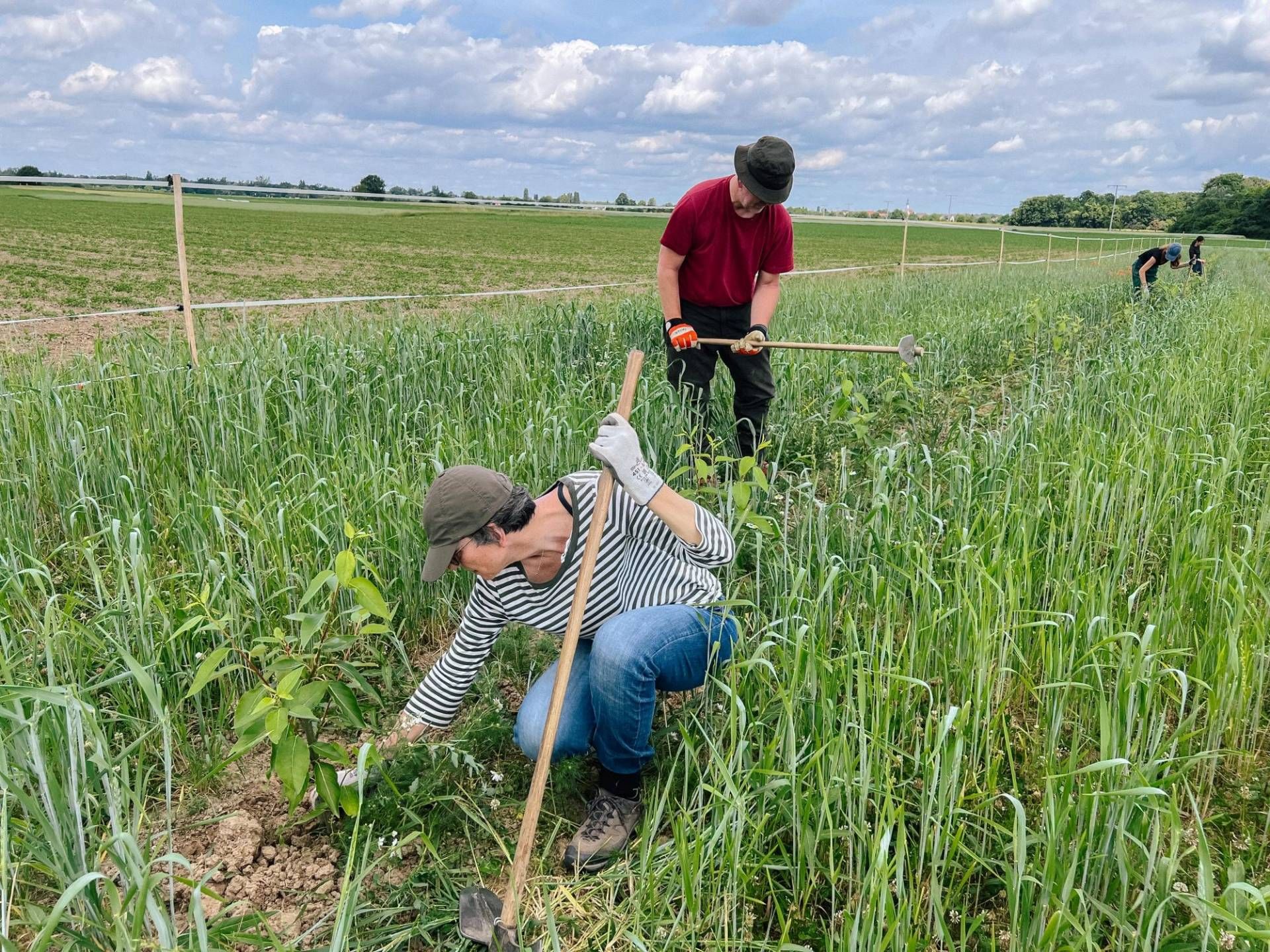 Einsatz für eine klimafitte Landwirtschaft im Naturpark Schwarzwald Mitte/Nord: Freiwilligen-Einsatz im Rahmen einer Aktionswoche des Bergwaldprojekts.