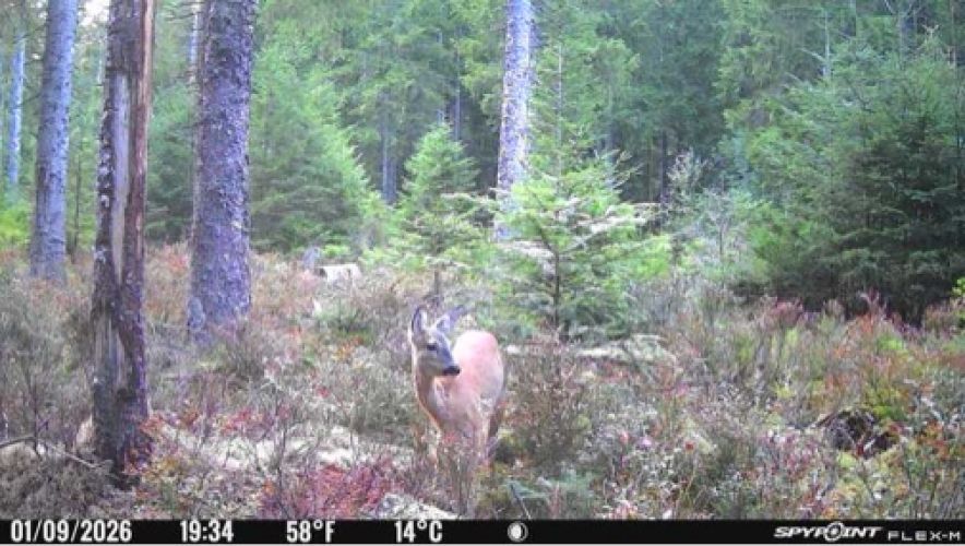 Bild Wildtierkamera Reh im Wald