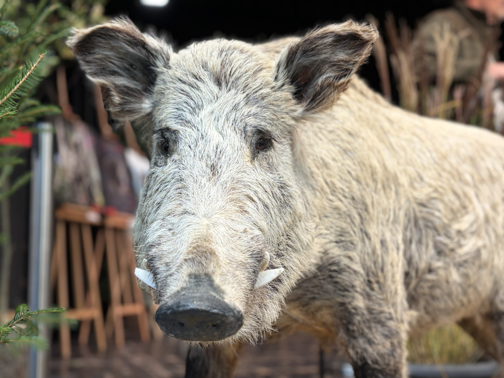 ausgestopftes Wildschwein
