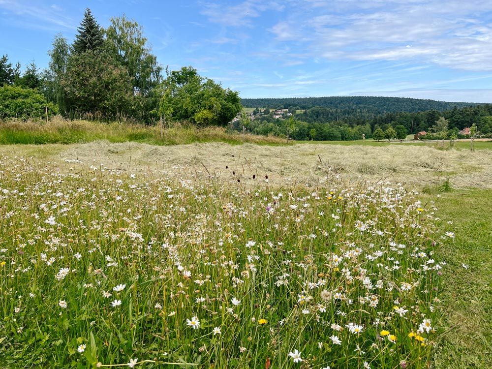 blühende Wildblumenwiese