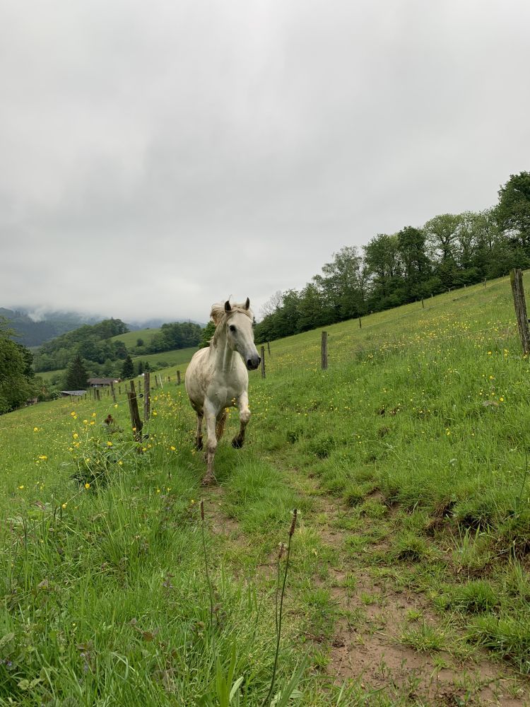 Ein Schimmel (weißes Pferd) galoppiert entlang eines Weges auf einer Wiese