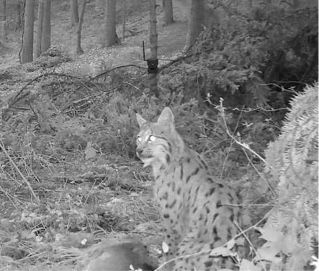 Bild Wildtierkamera Luchs