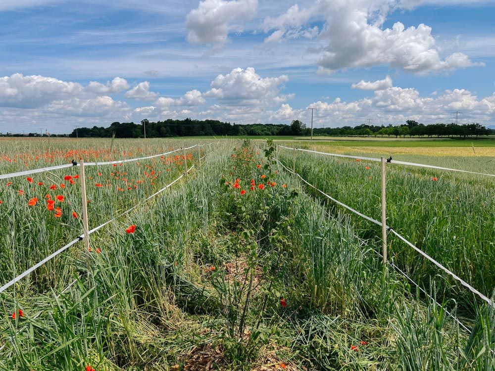 Freigeschnittene Baum-Setzlinge