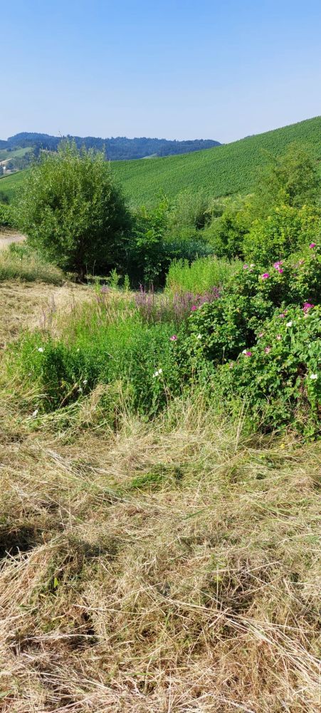Sträucher und Büsche in Weinbergen