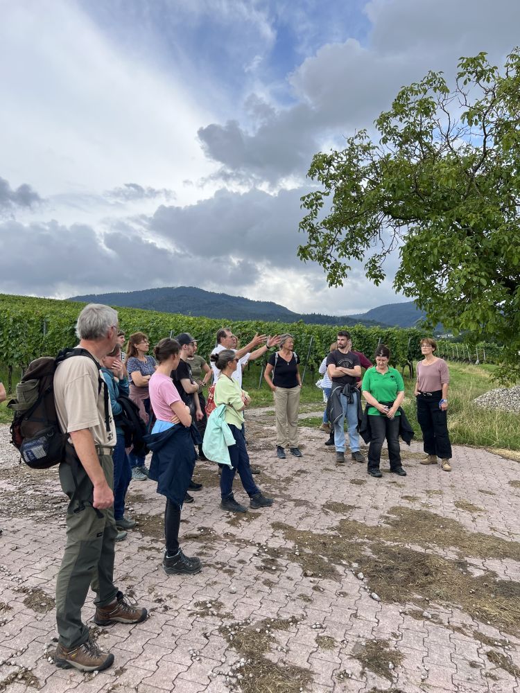 Menschen vor Weinreben