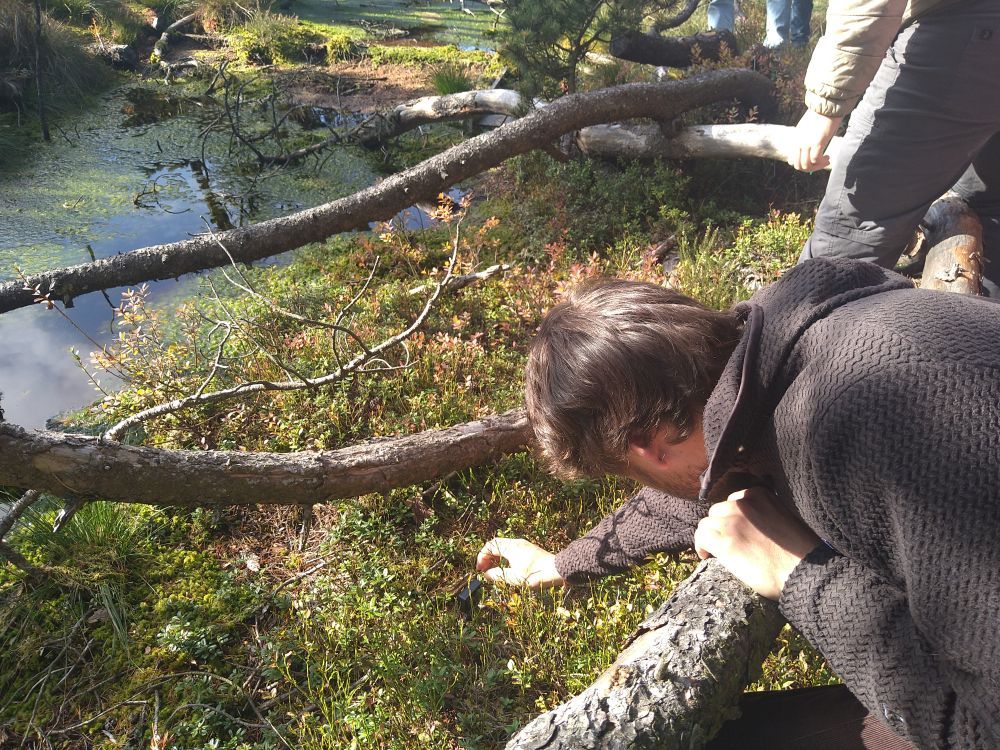 Mann schaut sich Pflanzen im Moor an.