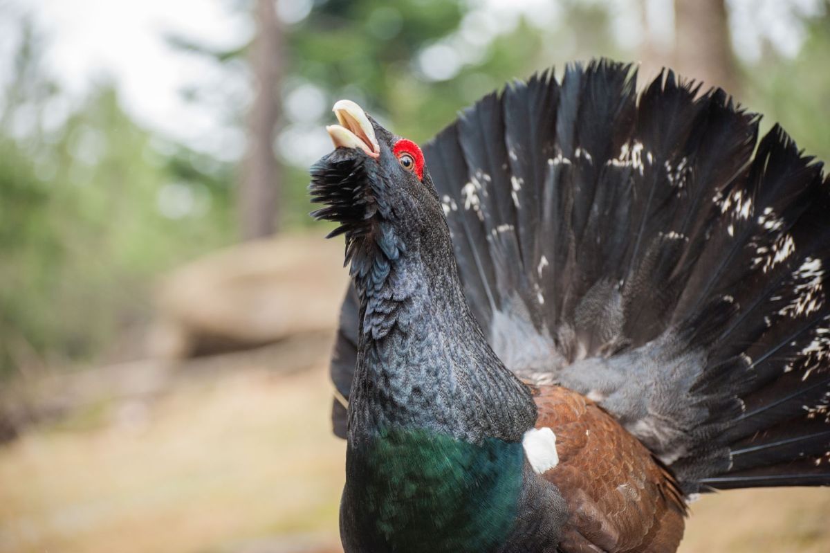 Auerhahn mit gefächerten Schwanzfedern. Foto: Arne Kolb/Nationalpark Schwarzwald