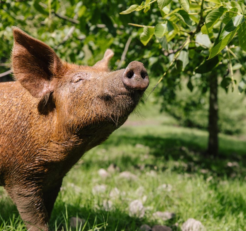Ein Schwein schnuppert an Blättern.